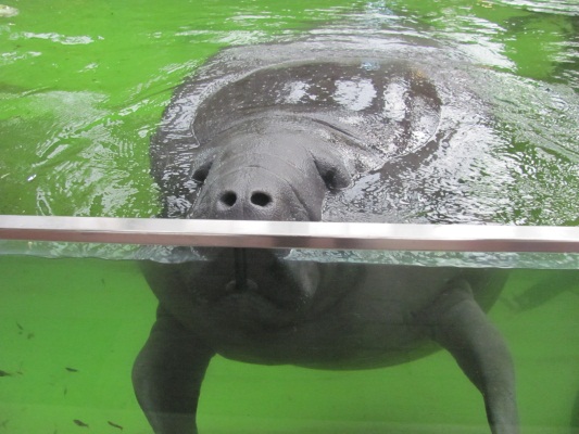 Manatee