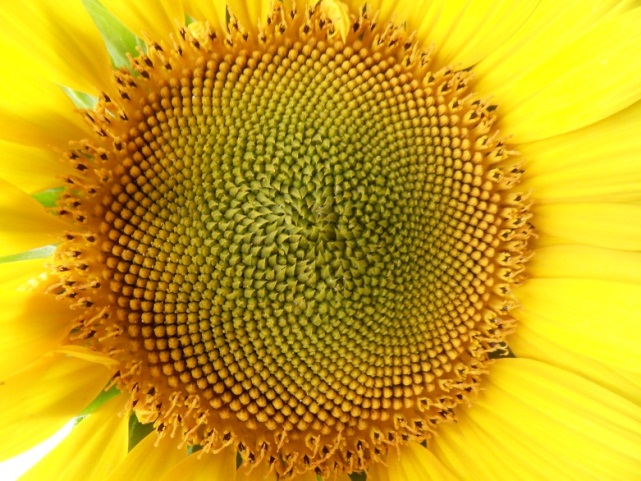 sonnenblume